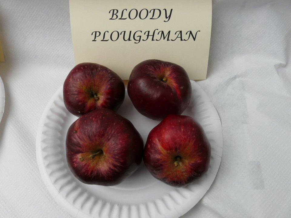 Bloody ploughman apple